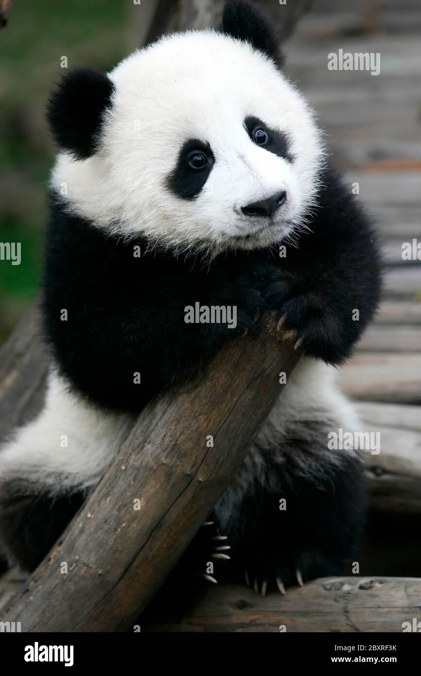 Giant Panda Cub Stock Photo