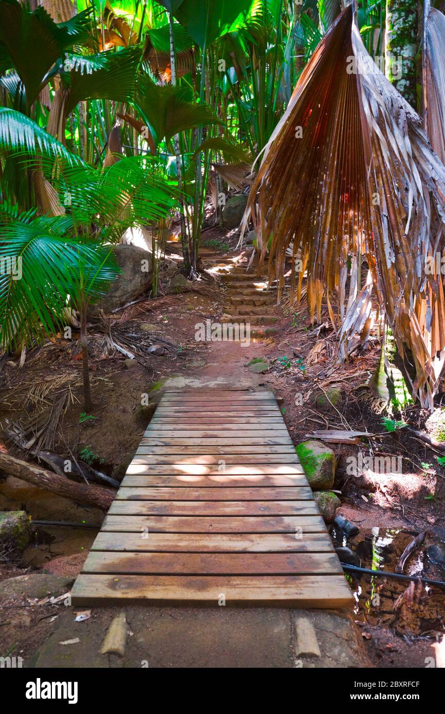 Pathway in jungle, Vallee de Mai, Seychelles Stock Photo