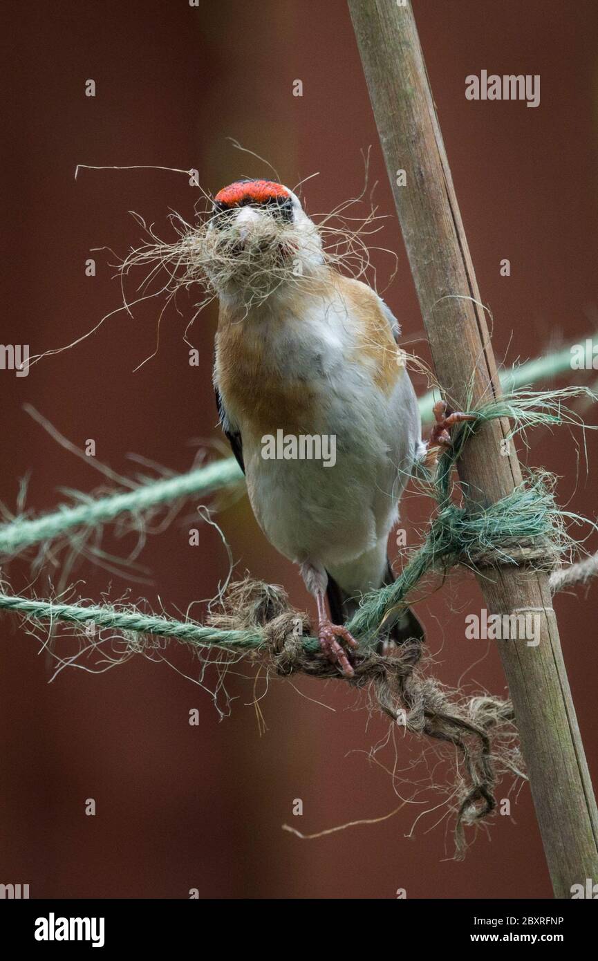Goldfinch nest uk hi-res stock photography and images - Alamy