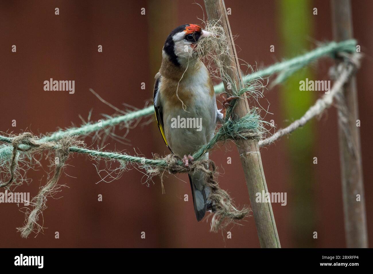 Goldfinch nest uk hi-res stock photography and images - Alamy