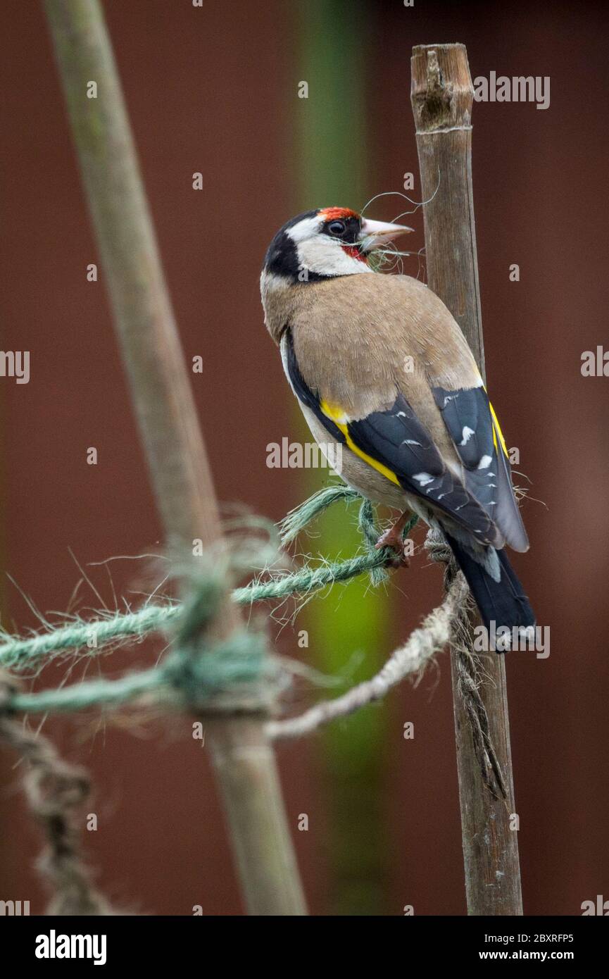 Goldfinch nest uk hi-res stock photography and images - Alamy