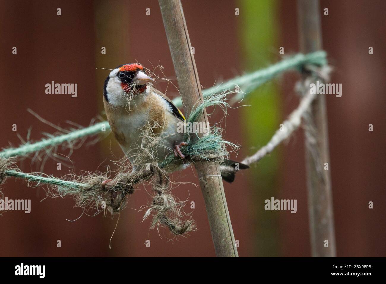 Goldfinch nest uk hi-res stock photography and images - Alamy
