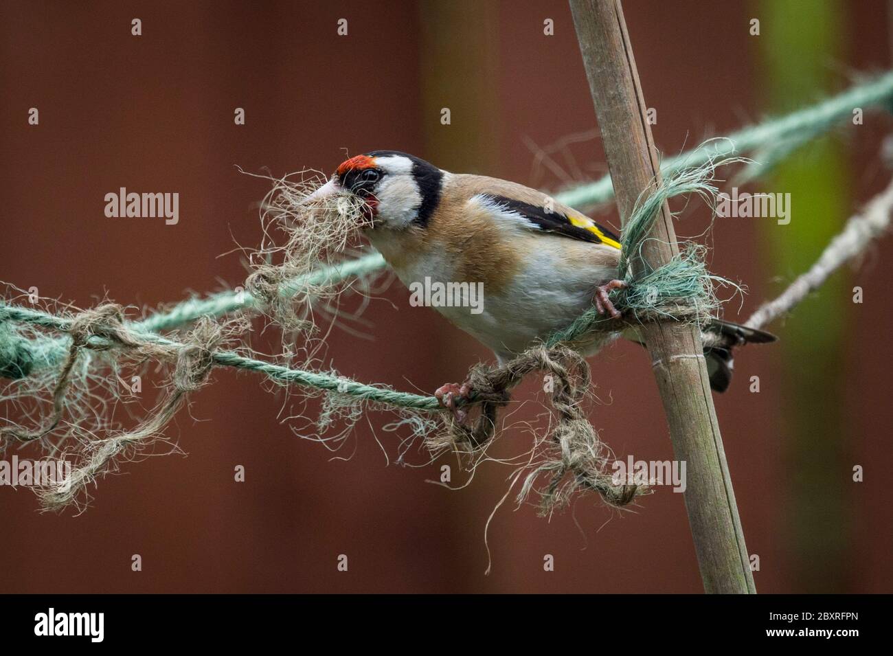 Goldfinch nest uk hi-res stock photography and images - Alamy