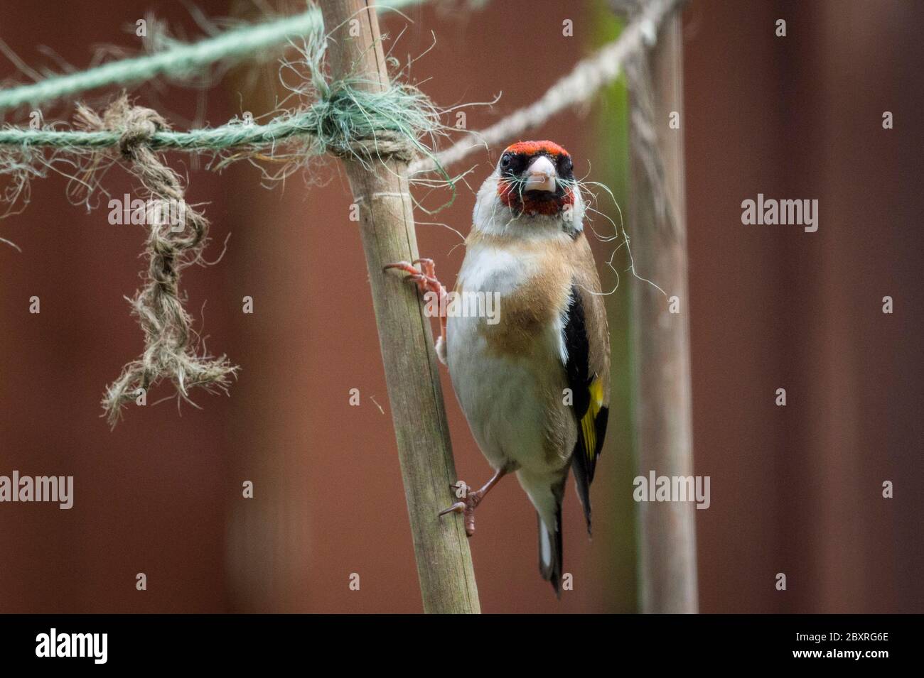 Goldfinch nest uk hi-res stock photography and images - Alamy