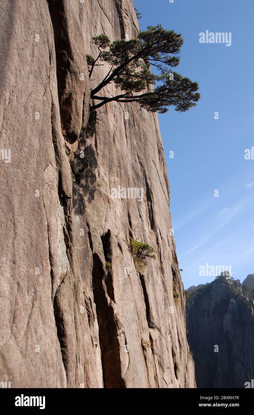Huangshan Mountain in Anhui Province, China. A pine tree clings to a cliff face in the West Sea or Xi Hai canyon on Huangshan Stock Photo
