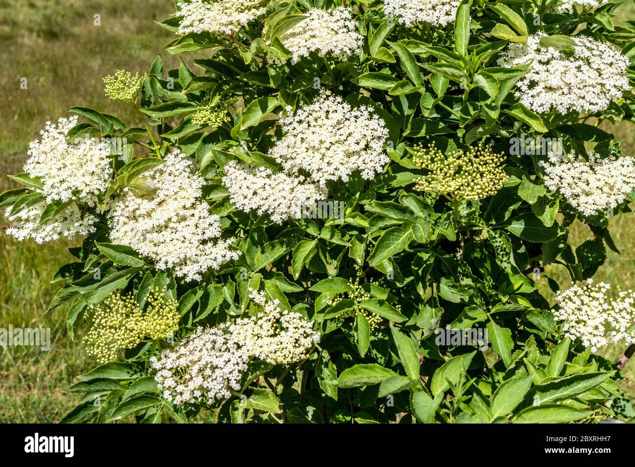 English elder tree hires stock photography and images Alamy