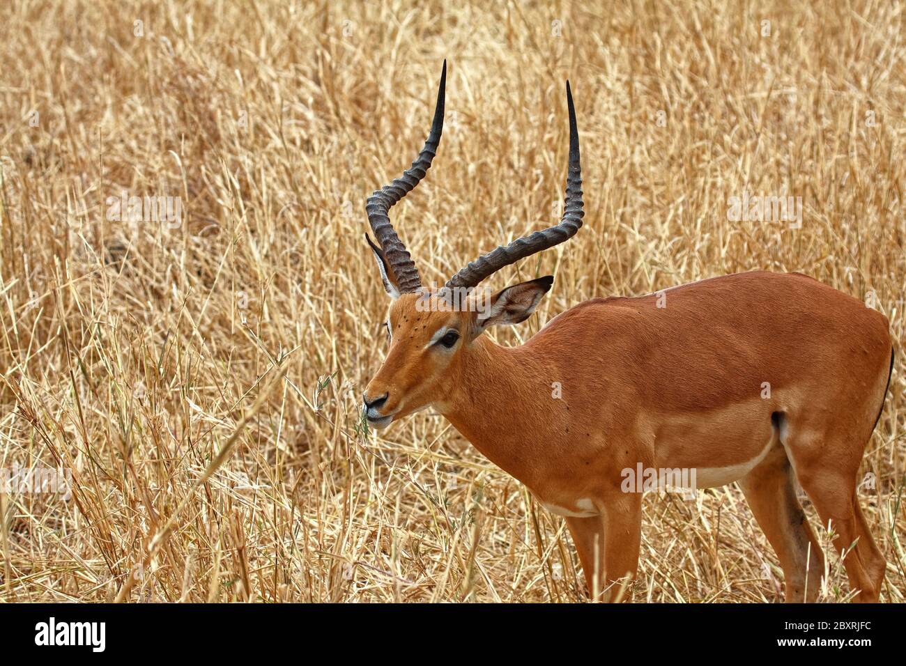 Hartebeest; eating leaves, feeding, Alcelaphus buselaphus; large