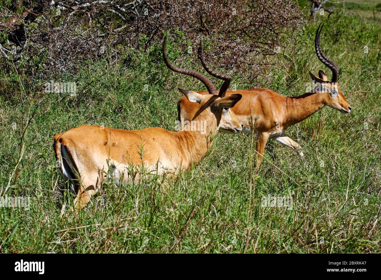 Hartebeests; walking, Alcelaphus buselaphus; large antelope; close-up ...