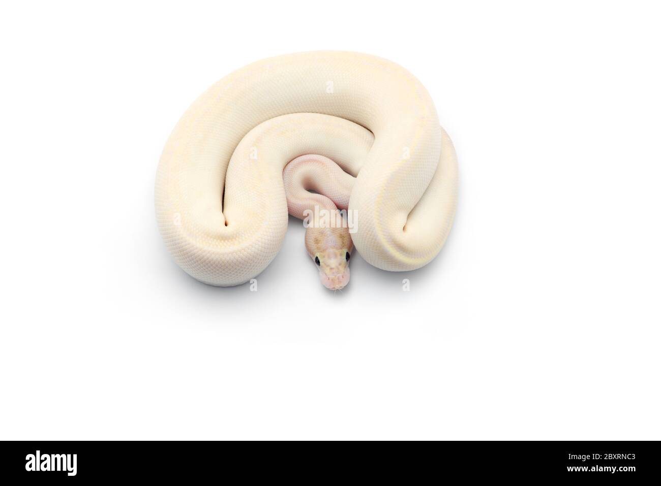 The royal python isolated on white background Stock Photo - Alamy