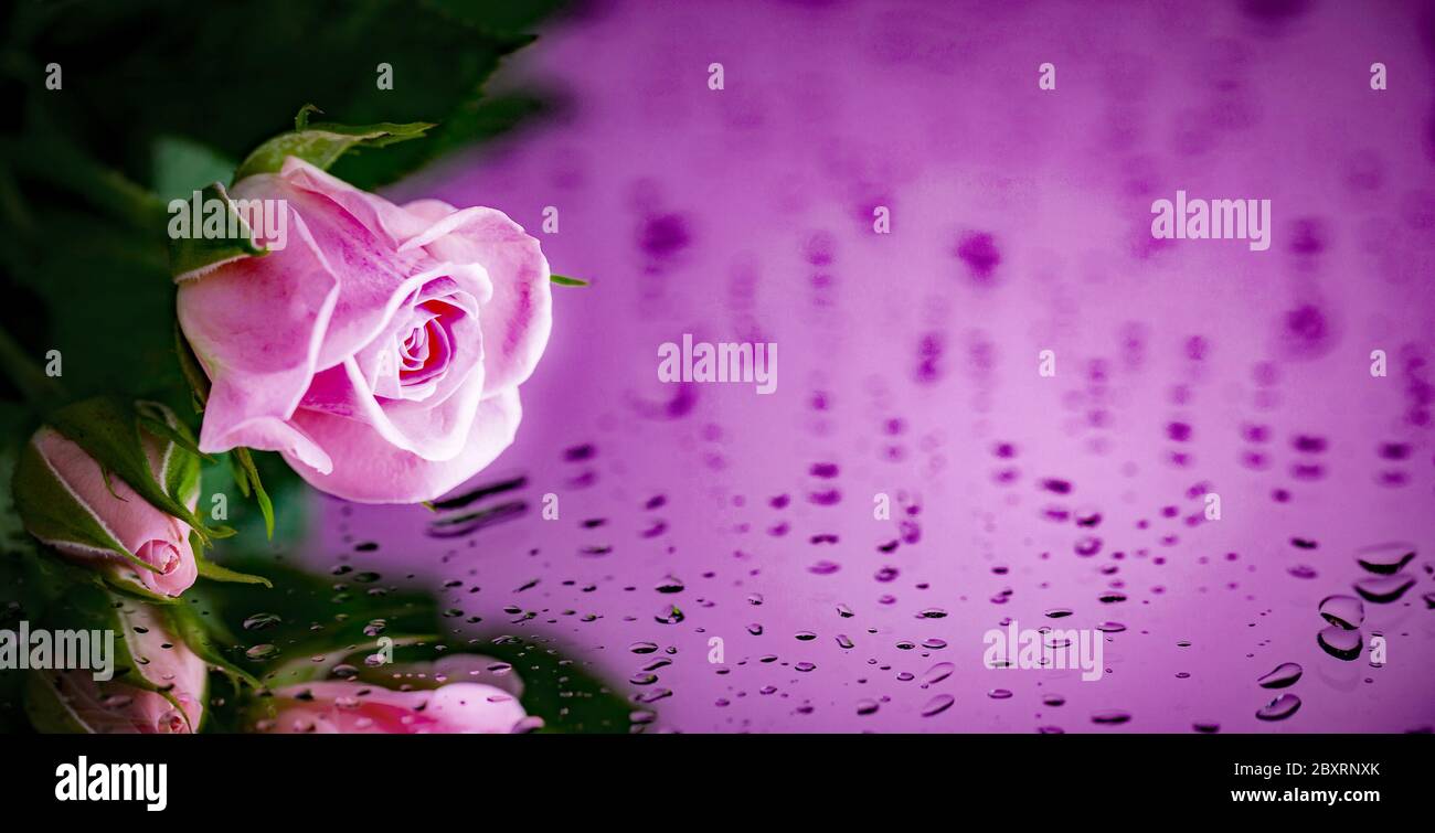 Purple rose dew drops hi-res stock photography and images - Alamy