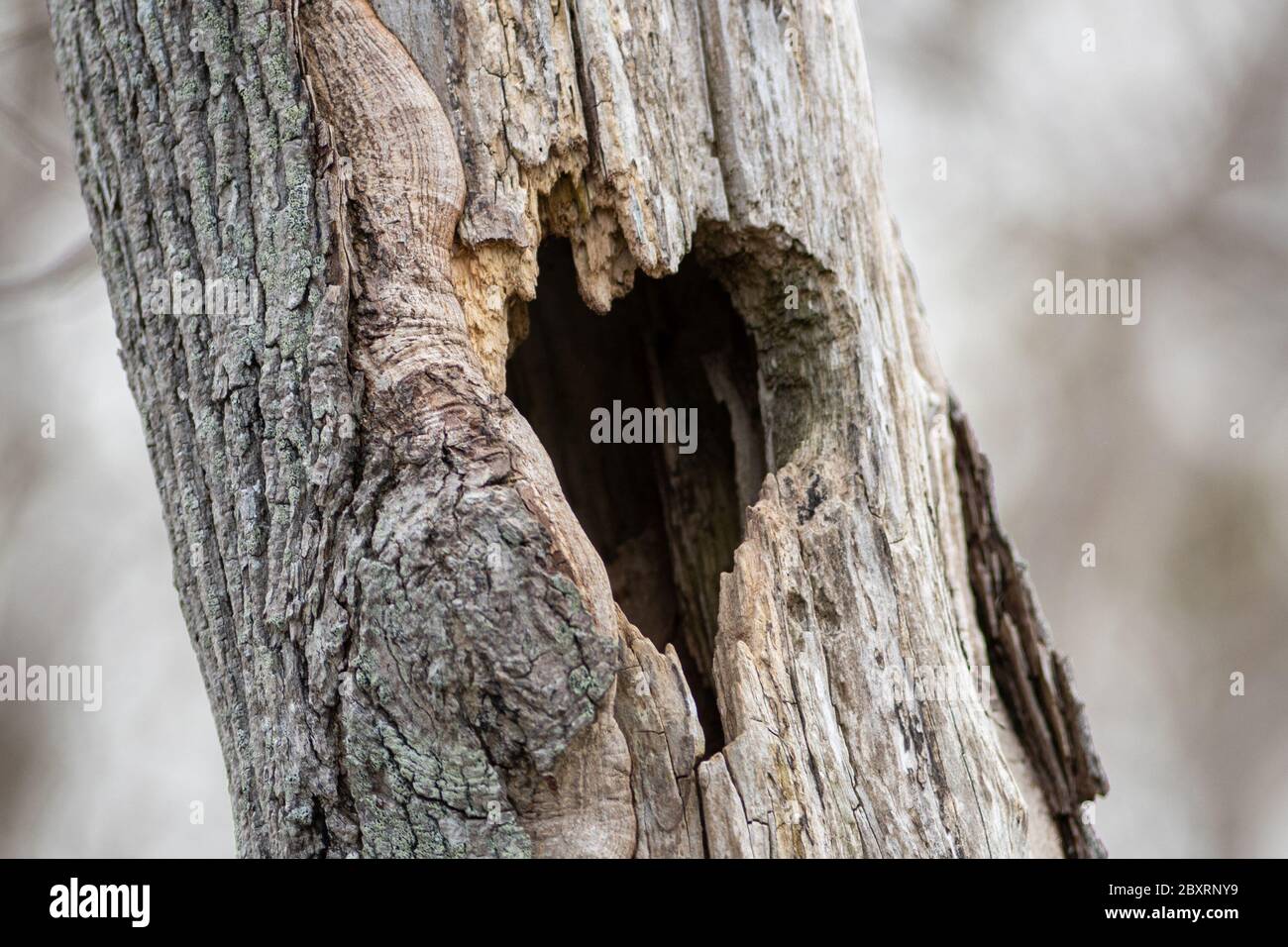 An old hollow maple tree in the forest with grey coloured bark. There's a hole in tree in the shape or pattern of a heart. Stock Photo