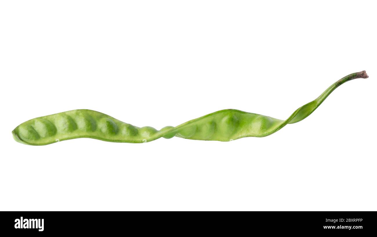 Bitter bean, sato, Stink bean, Parkia speciosa vegetable isolated on white background with clipping path. Stock Photo