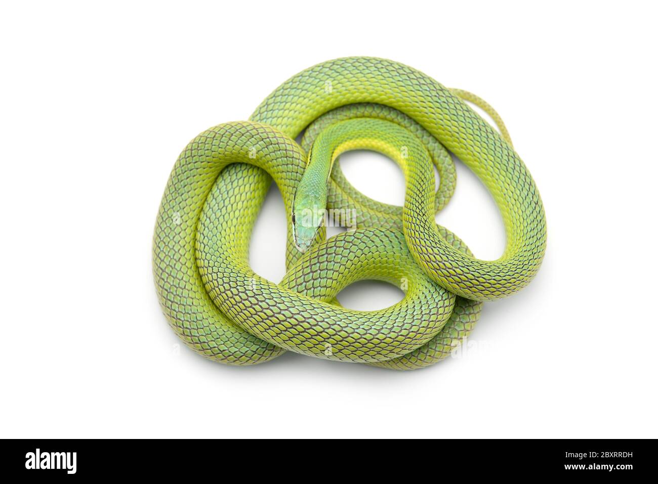 Blue Racer Snake High Resolution Stock Photography And Images Alamy Blue Racer Snake High Resolution Stock Photography And Images Alamy