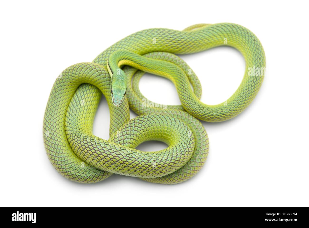 Baron's green racer snake isolated on white background Stock Photo - Alamy