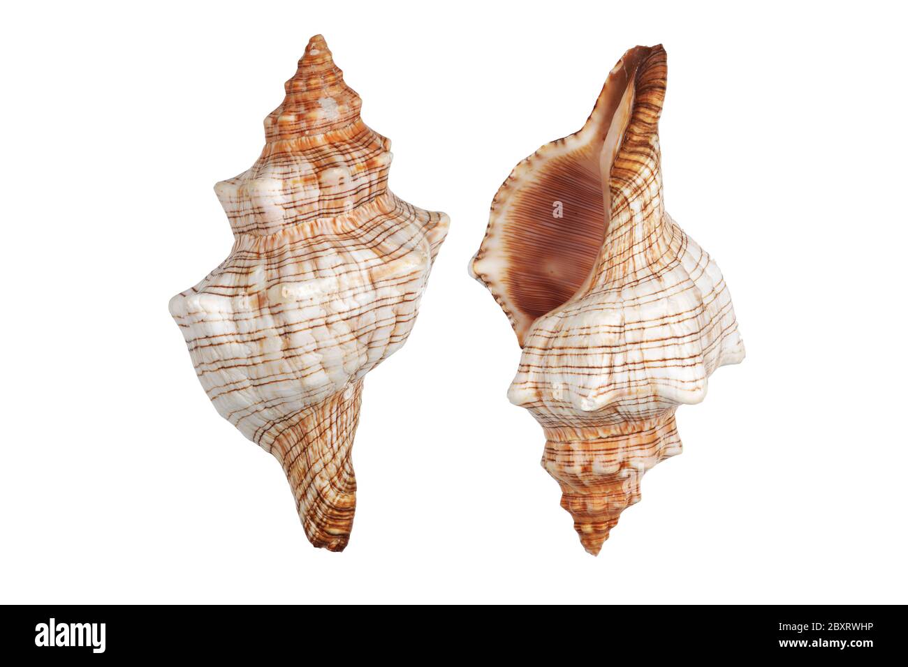 Two Conch shells on white background with clipping path Stock Photo