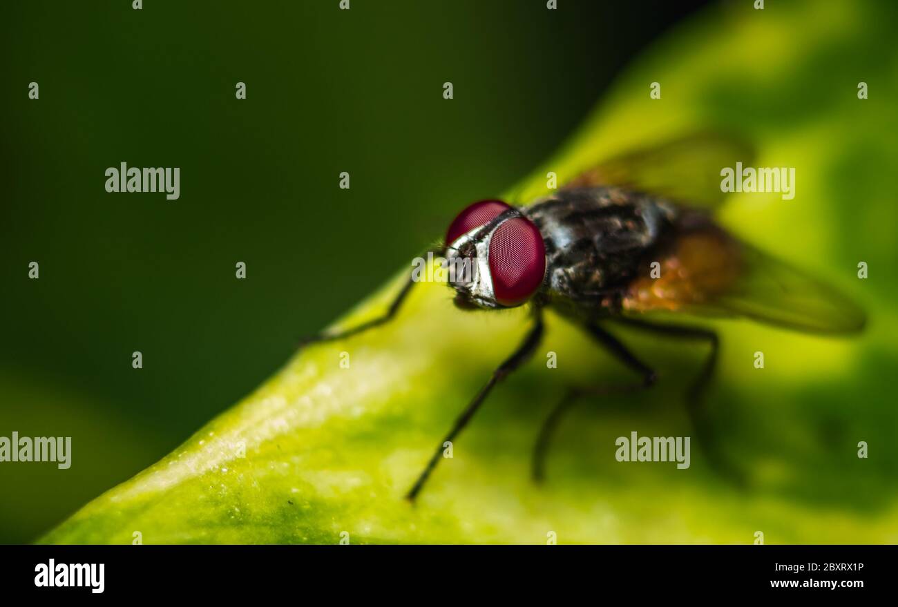 Housefly Eye focus close up Macro shot. Housefly is a fly of the