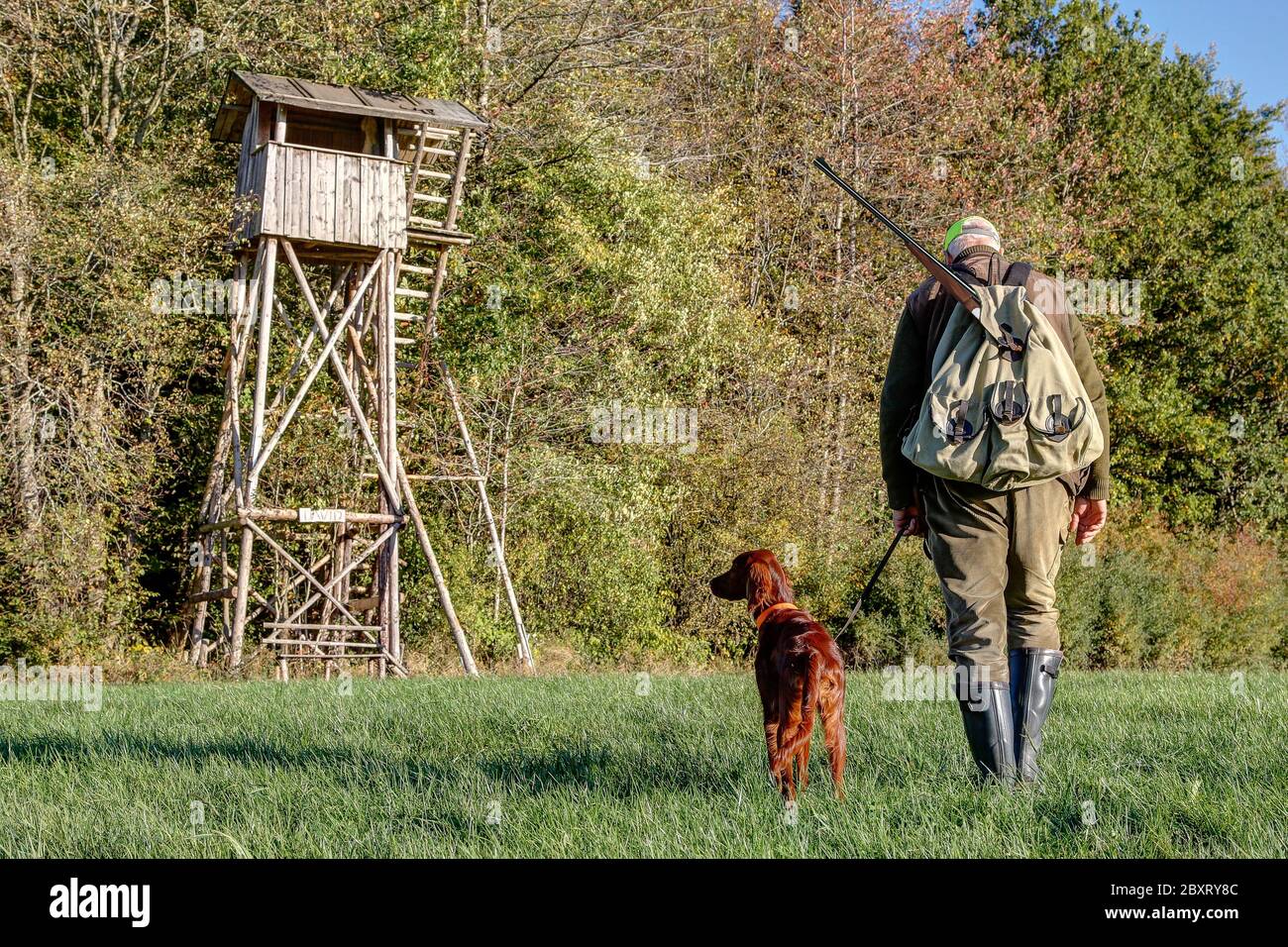 Hunter with backpack, rifle and his young Irish Setter Pointer walks across the meadow to his high hunting pulpit on the edge of a forest. Stock Photo