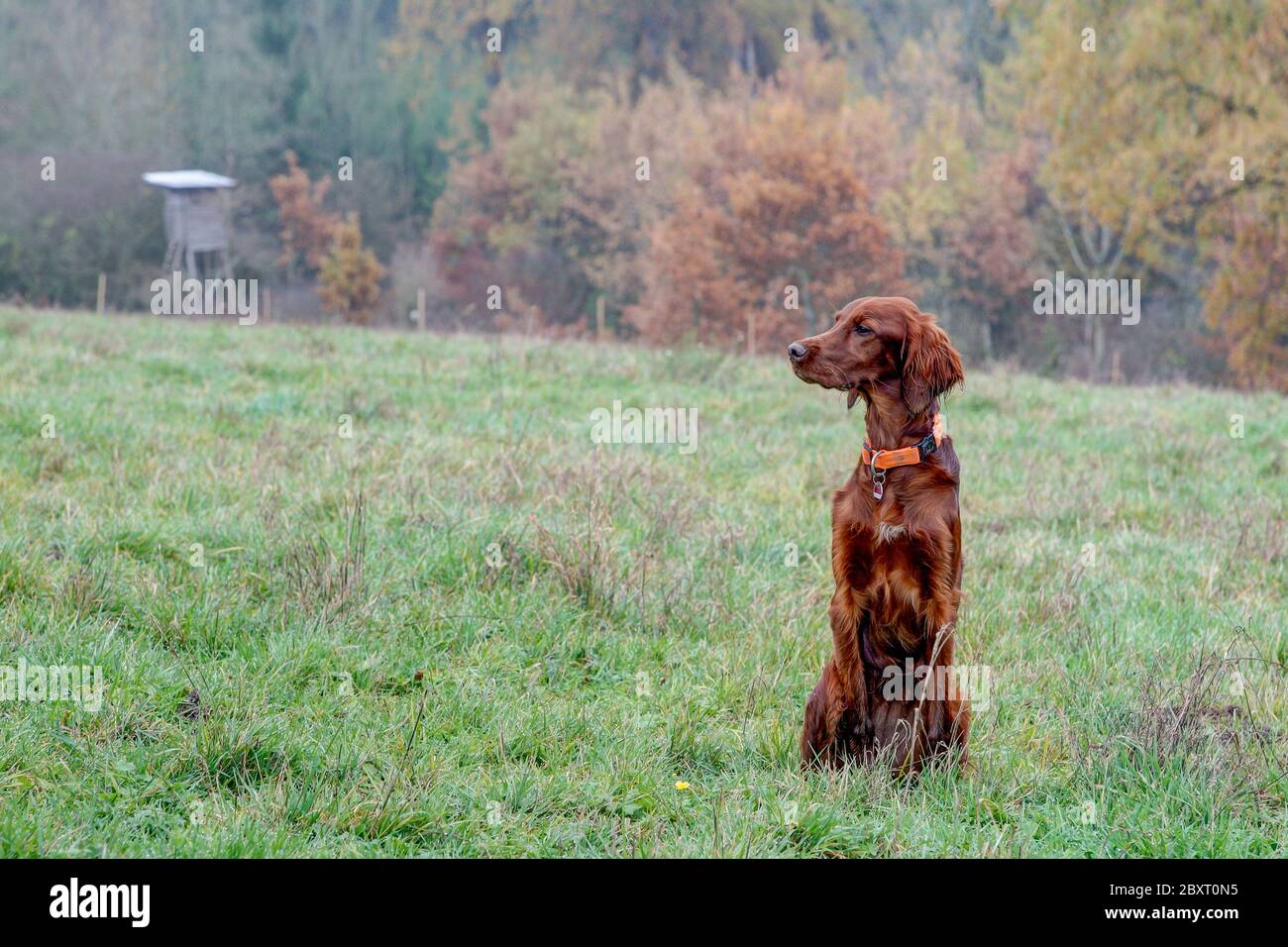Attentively watched the young Irish Setter pointer the hunting area during the hunting season in November. Stock Photo