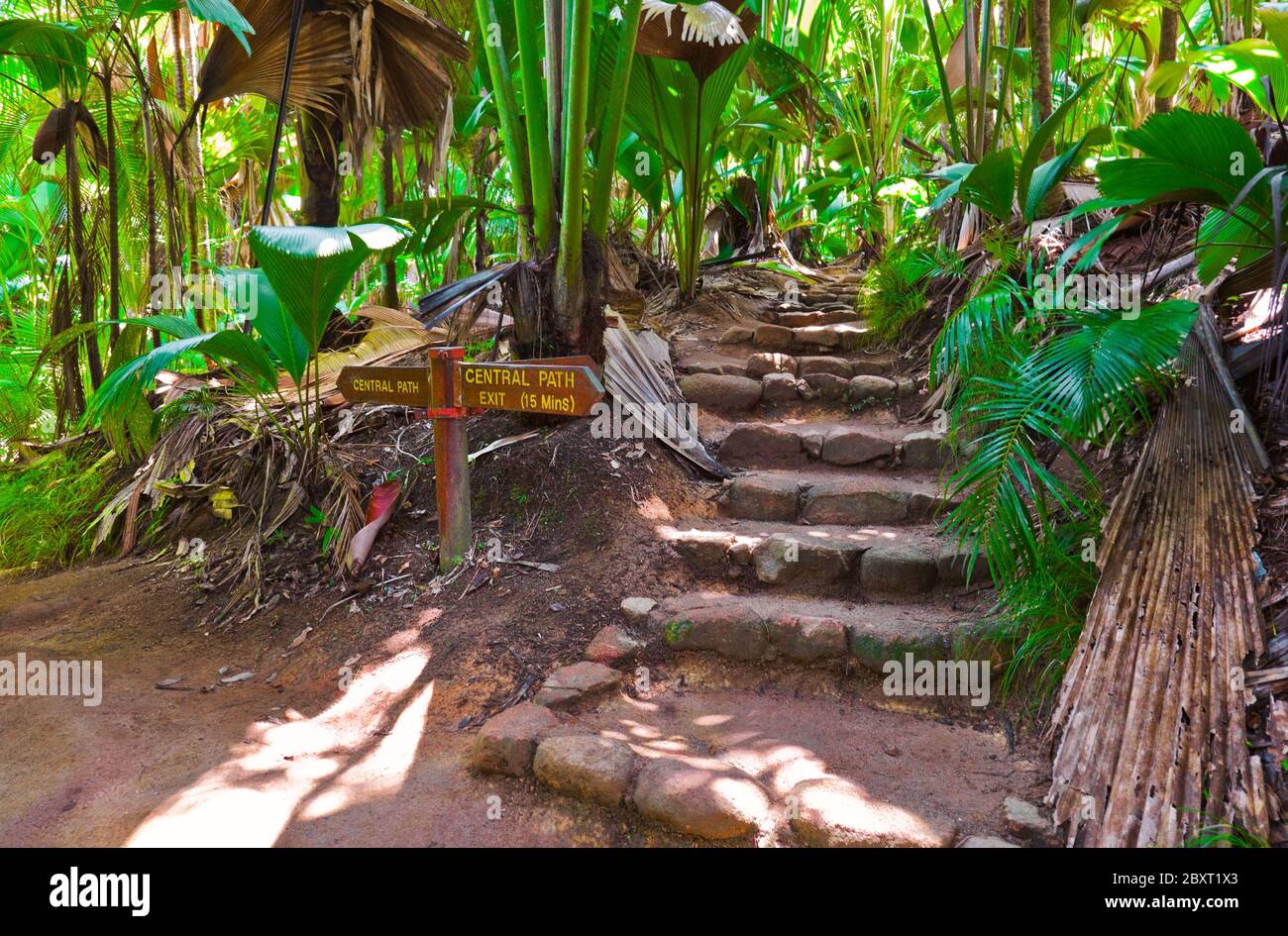Pathway in jungle, Vallee de Mai, Seychelles Stock Photo