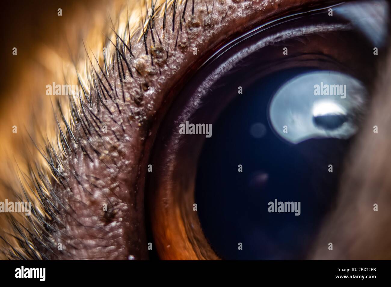 Closeup of focused German Shepherd eye with eye hairs. Iris of female