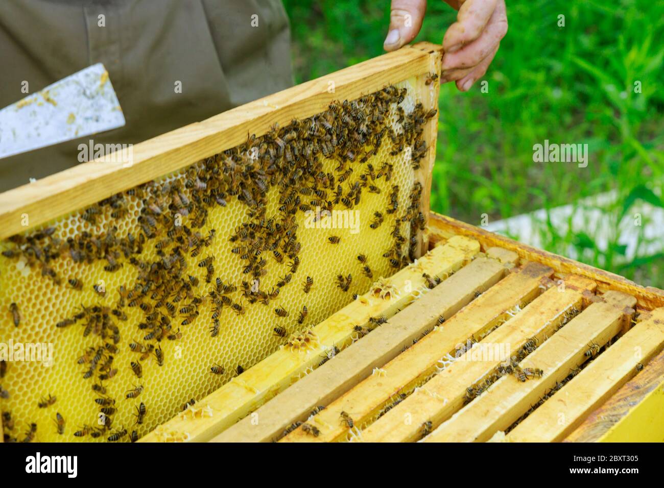 Beekeeper checks a colony of bees near the hive in flight on a nice in ...