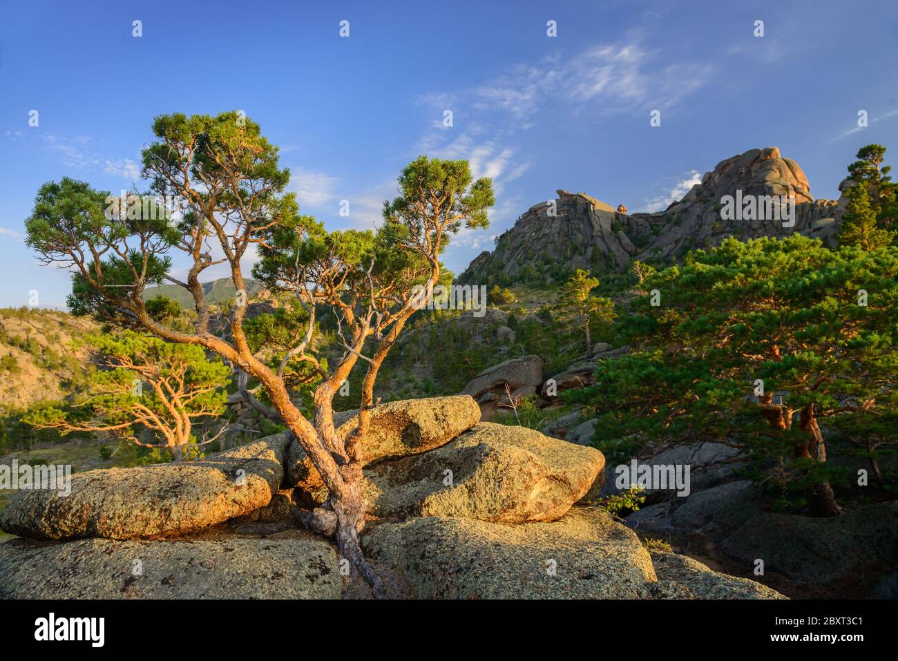Tree growing on stone hi-res stock photography and images - Alamy