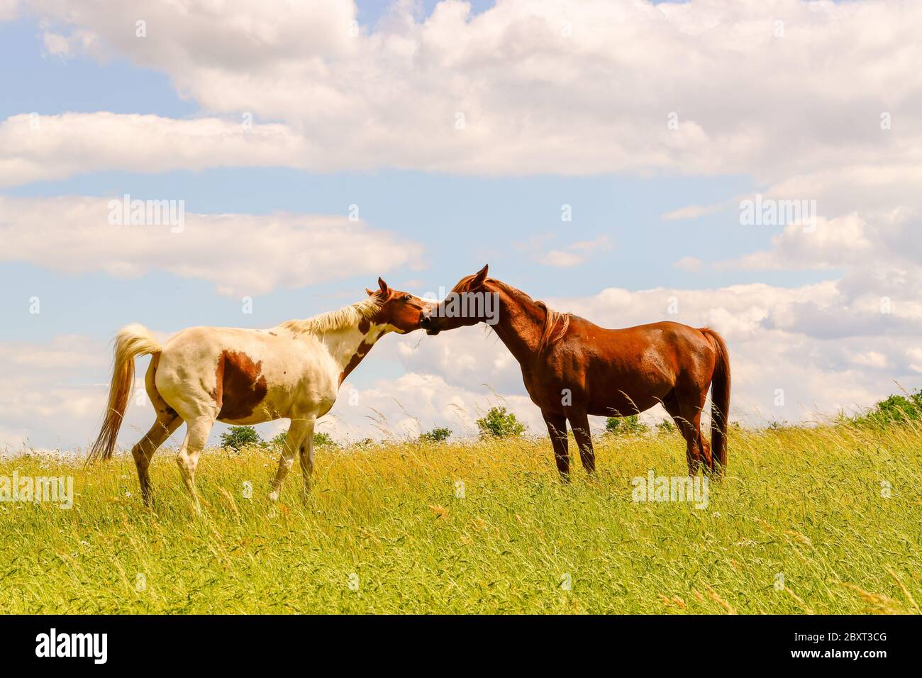 Horses, horse, mare, stallion, paddock, pasture, grass, clouds, sky