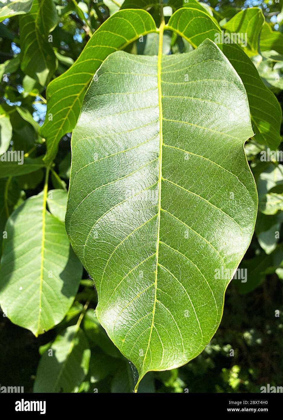 Walnut tree leaf on the tree Stock Photo