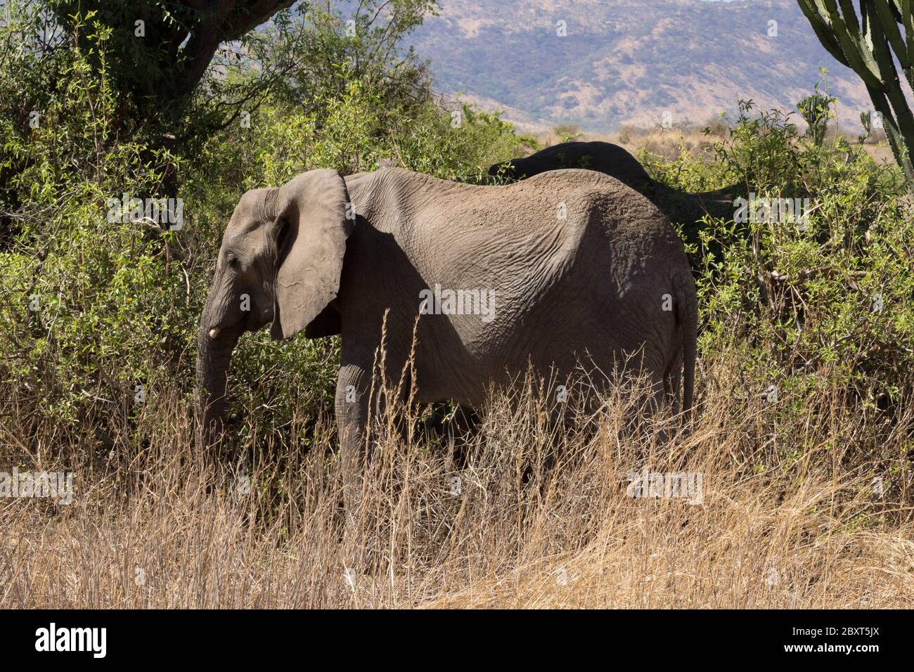African Elephant in Ruaha National Park, Tanzania Stock Photo