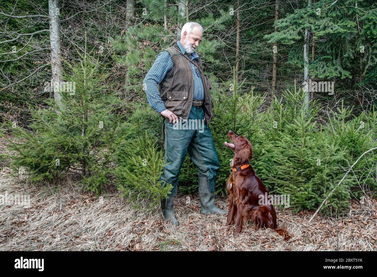 Young Irish Setter looks attentively to his leader. Stock Photo