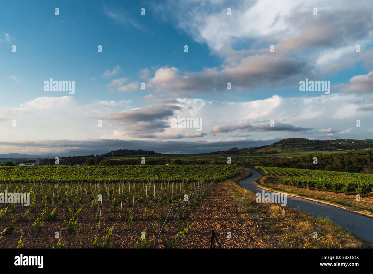landscape of a vineyard field growing grapes on a nice sunset with the road path on the right Stock Photo