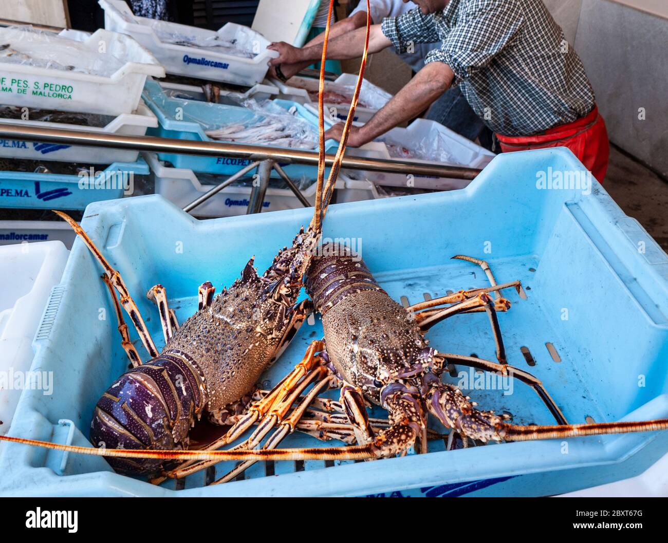 Lobsters Mallorca Fishermen sorting and unloading their daily catch