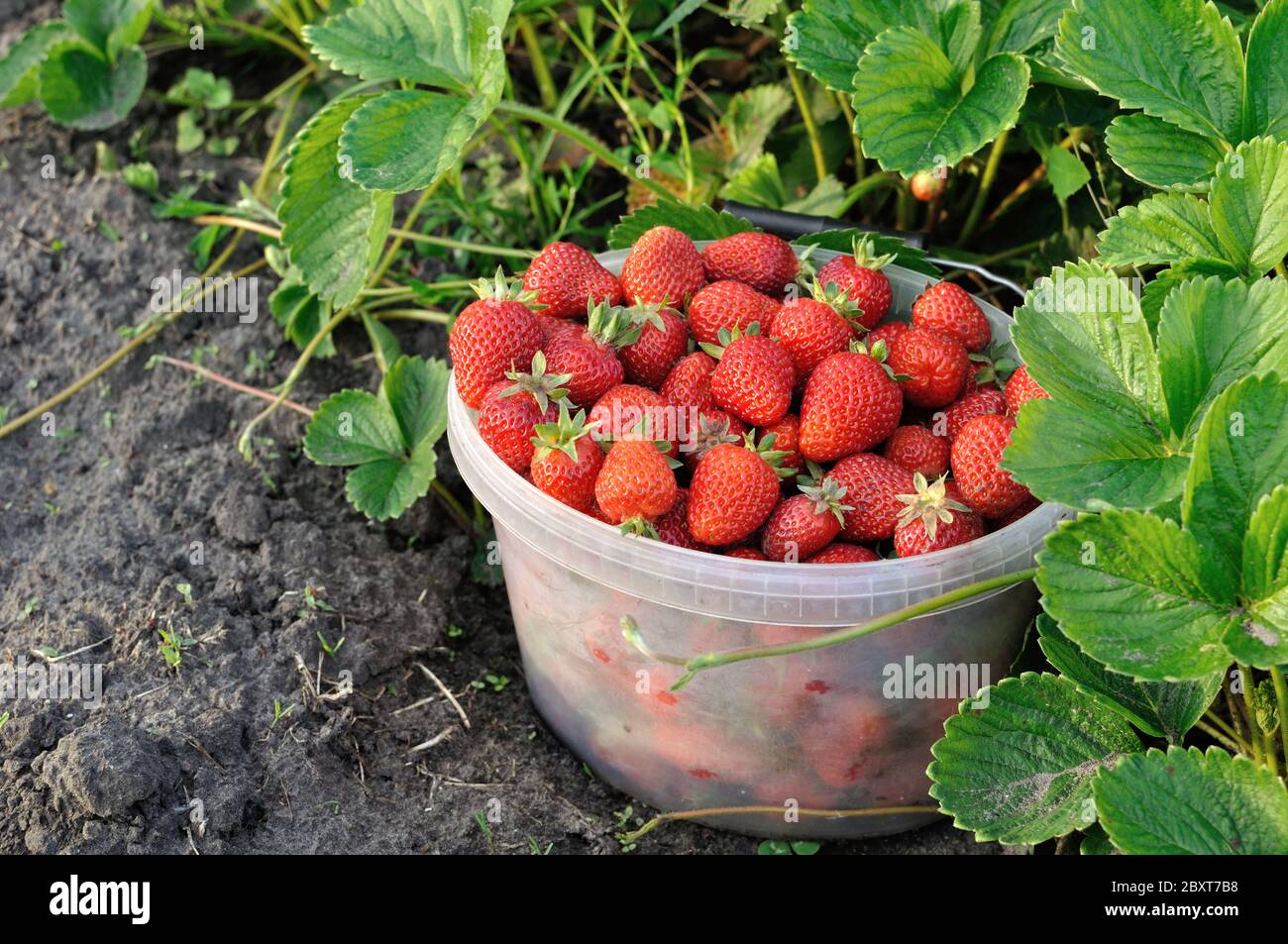 close-up of fresh ripe strawberries after harvesting in the garden, natural condition Stock Photo