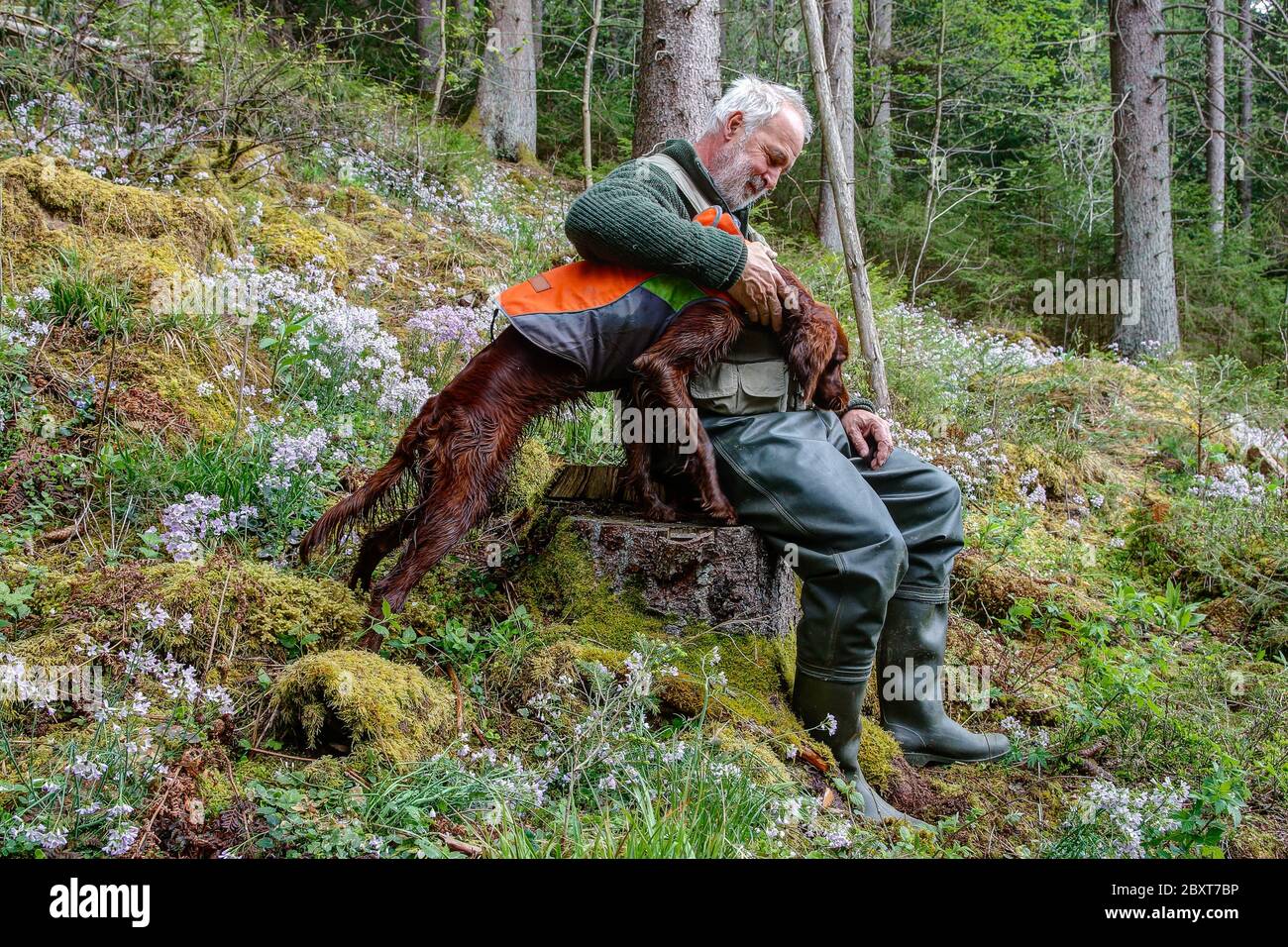 A Hunter sits with his Irish Setter Pointer on a tree stump on a mountain slope, surrounded by flowering Lunaria rediviva   Hunting dog lies in the gr Stock Photo