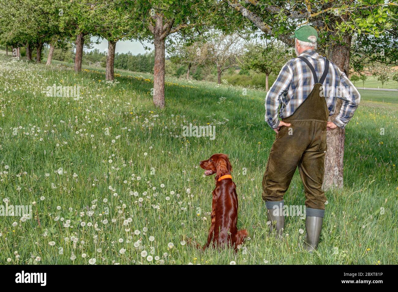 A hunter stands under the fruit trees and watches his hunting area. His beautiful Irish Setter hunting dog sits next to him. Stock Photo