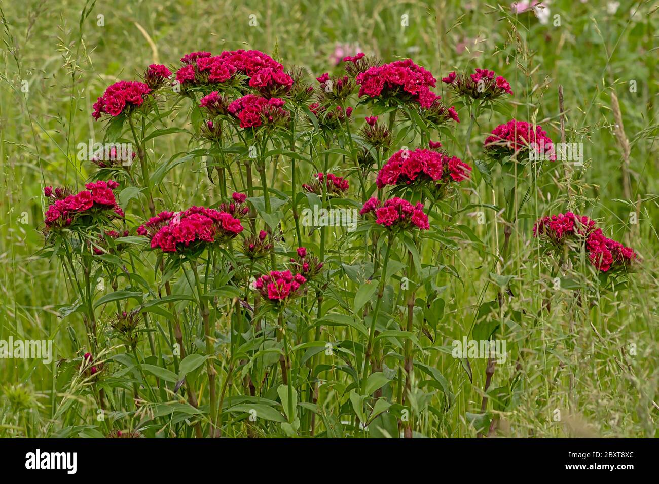 Plumed cockscomb flowers in a wild garden with high grass. Stock Photo