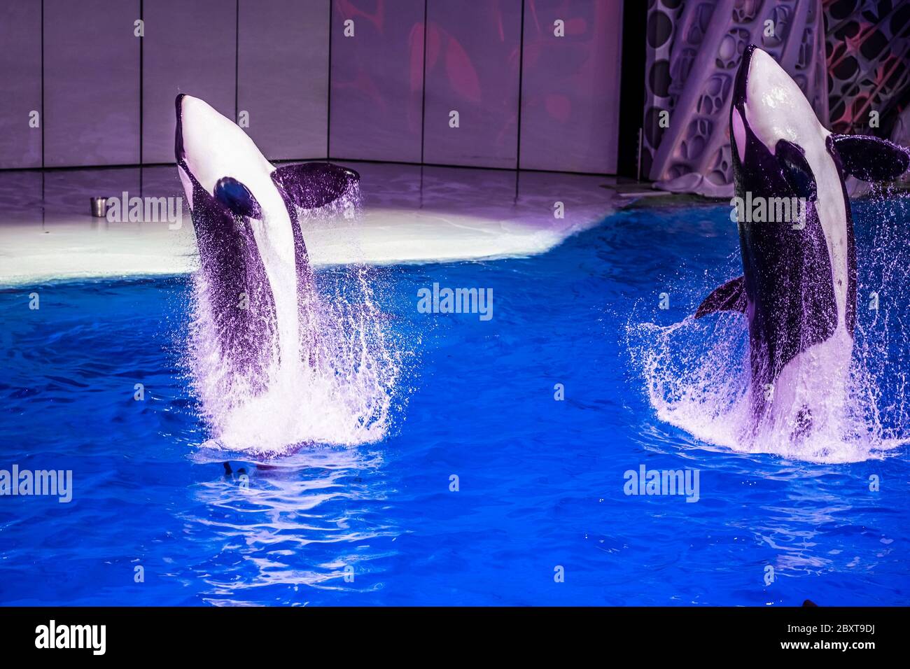 Show performance of killer whales in the aquarium. High quality photo