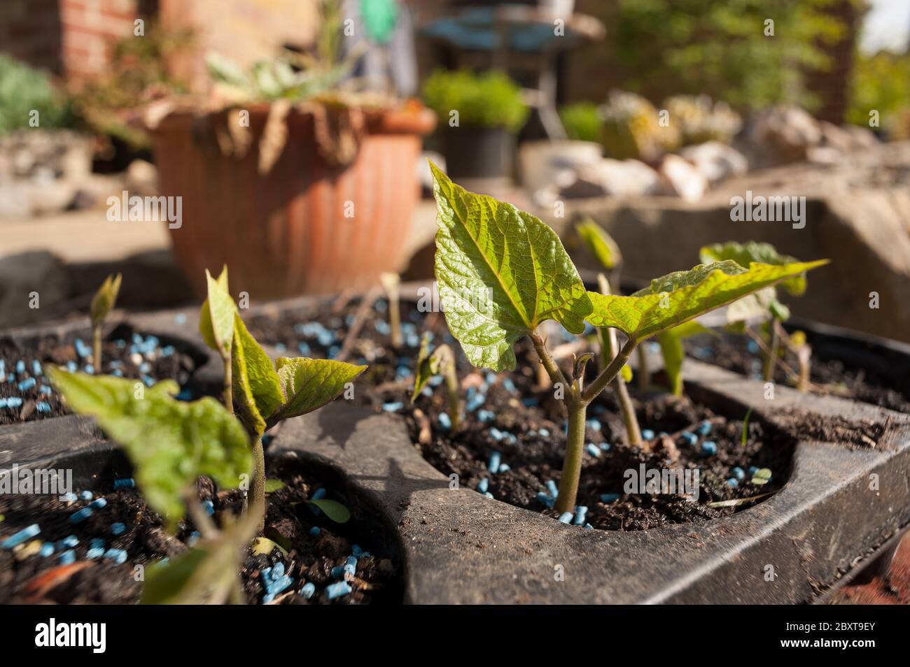 Metaldehyde slug snail pellets banned from June 2020 in UK as poses an
