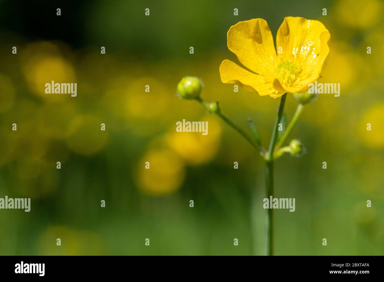 Meadow buttercup (Ranunculus acris) Stock Photo