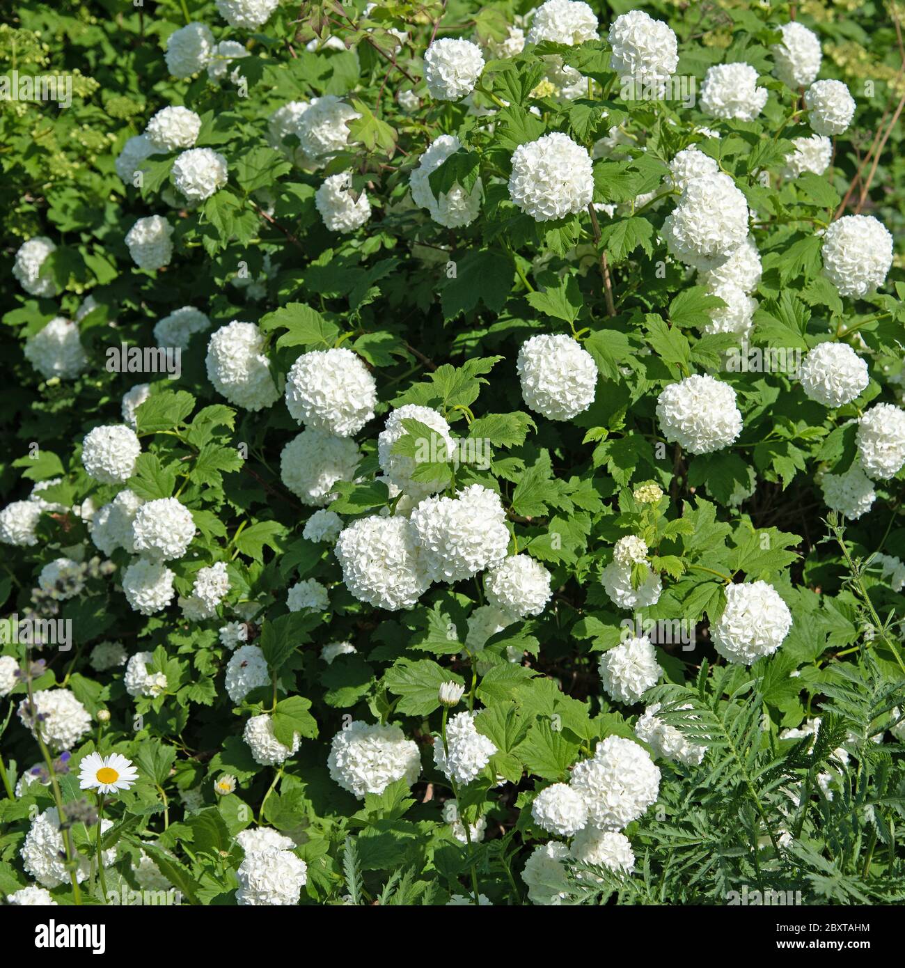 Viburnum opulus roseum hires stock photography and images Alamy