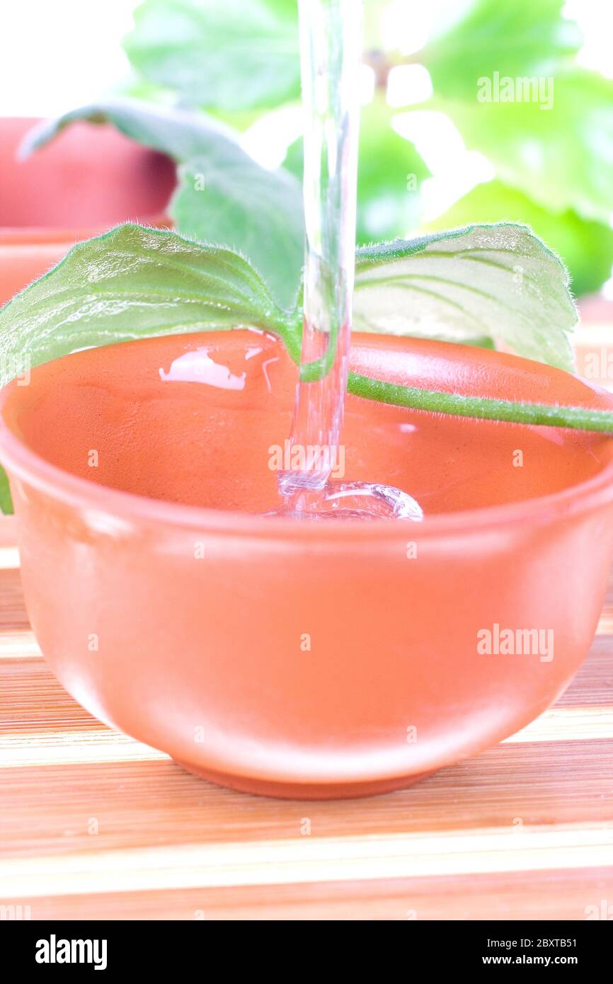 tea tree oil Stock Photo Alamy