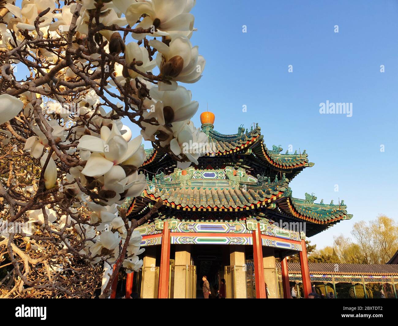 Beijing / China : Blossoming magnolia tree in a park nearby Forbidden City in Beijing. First sign of spring. Chinese style pagoda in the Stock Photo