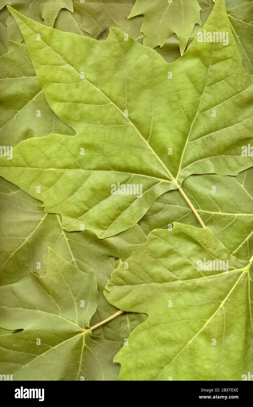Green leaves of a plane tree background. A full frame of fresh leaves of different sizes. View from above. Close-up. Stock Photo