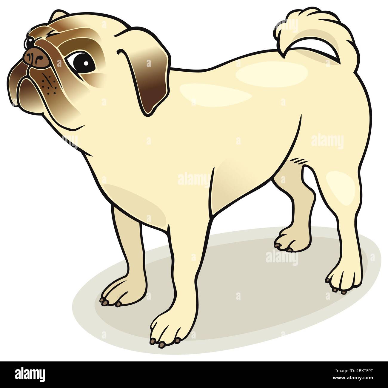 Dog breeds Pug Stock Photo Alamy
