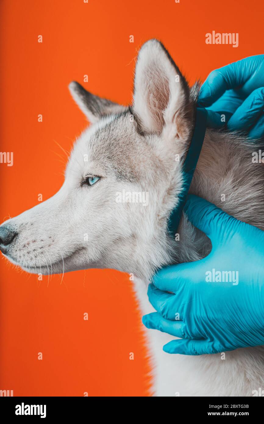 Wearing an antiparasitic collar on a husky dog by a veterinarian in sterile gloves. Pet care. Prevention of encephalitis in veterinary hospitals. Stock Photo