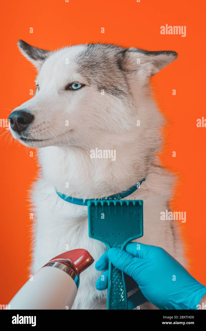 Dog brush 2025 for husky