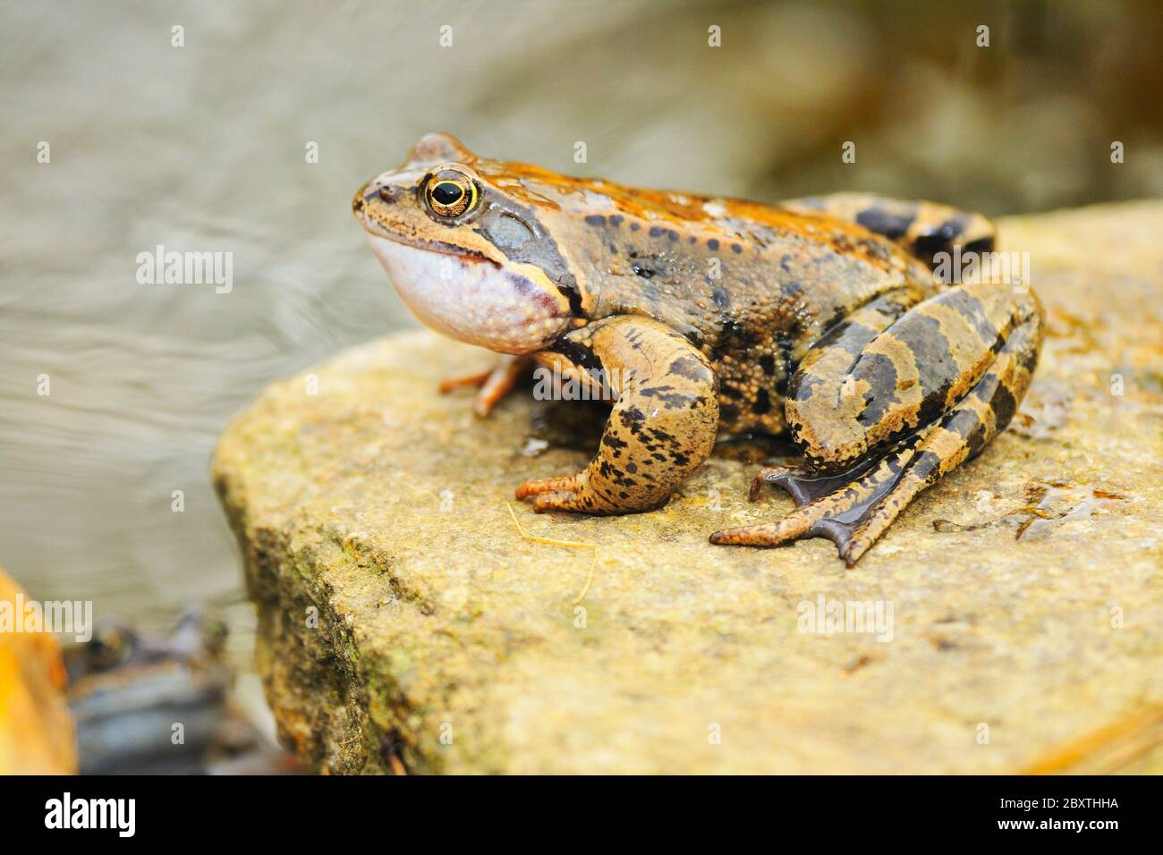 Grass frog Stock Photo