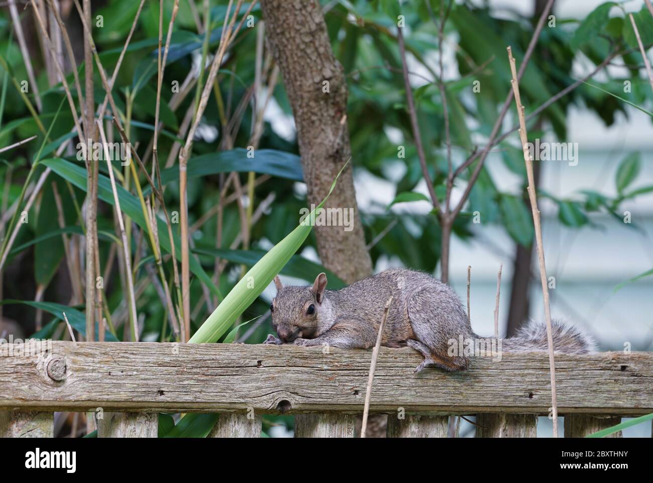A furry gray squirrel planking by stretching out flat belly down on a