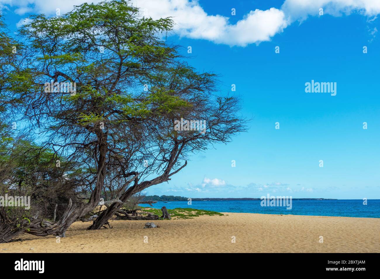 A view of Big Beach with sand and trees on the Hawaiian Island of Maui. Stock Photo
