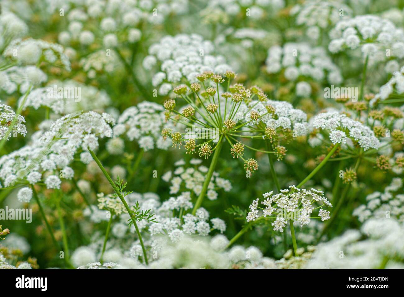 Flower heads and stems in dense hemlock waterdropwort growth in June